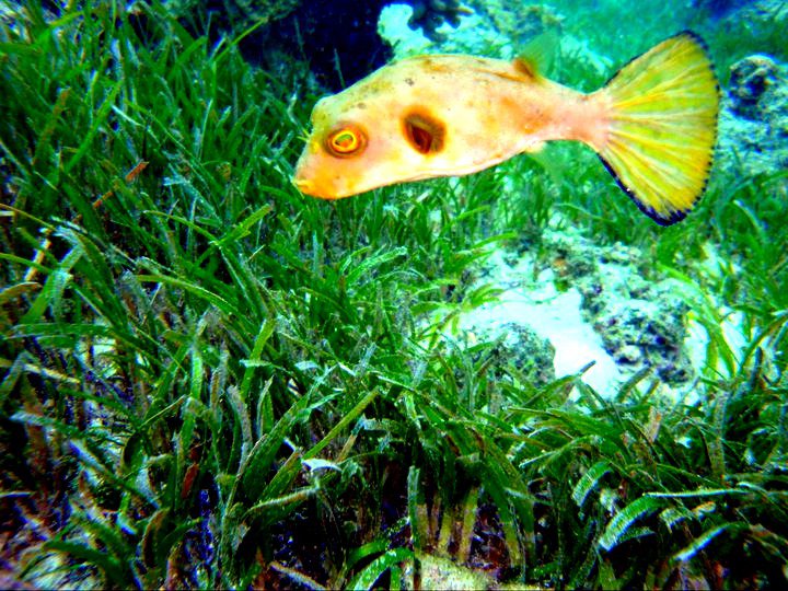 scuba diving in mactan, cebu