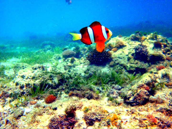 scuba diving in cebu