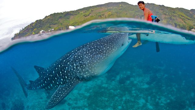 Our Oslob Whale Shark Adventure Off the Southern Part of Cebu