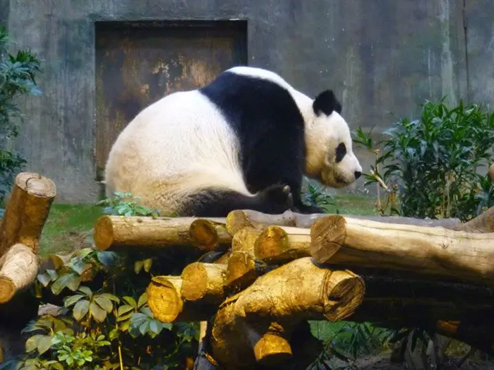 hong kong ocean park panda