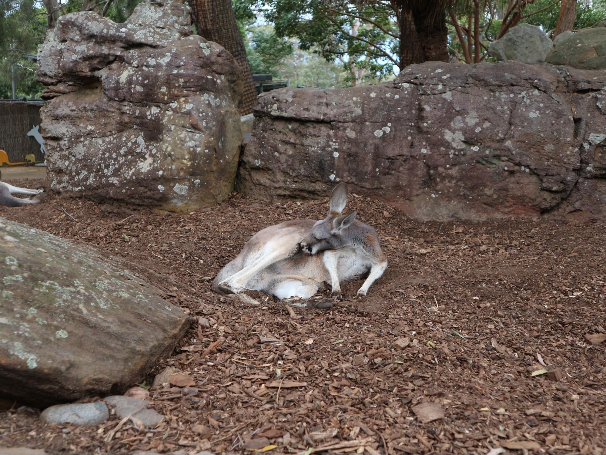 kangaroo at Taronga Zoo
