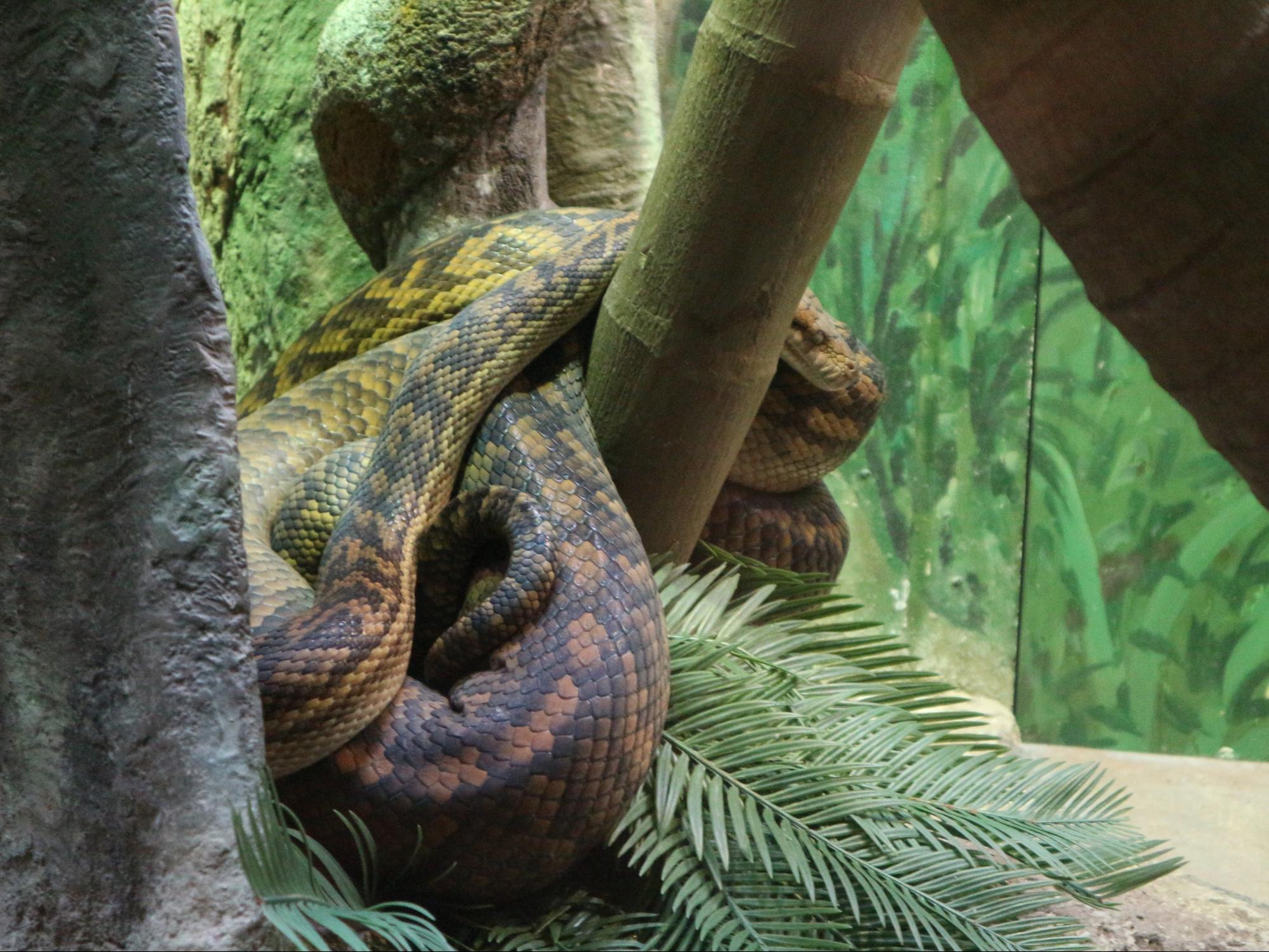 snake in Taronga Zoo