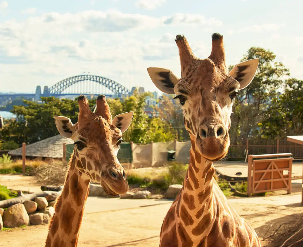 Taronga Zoo giraffes