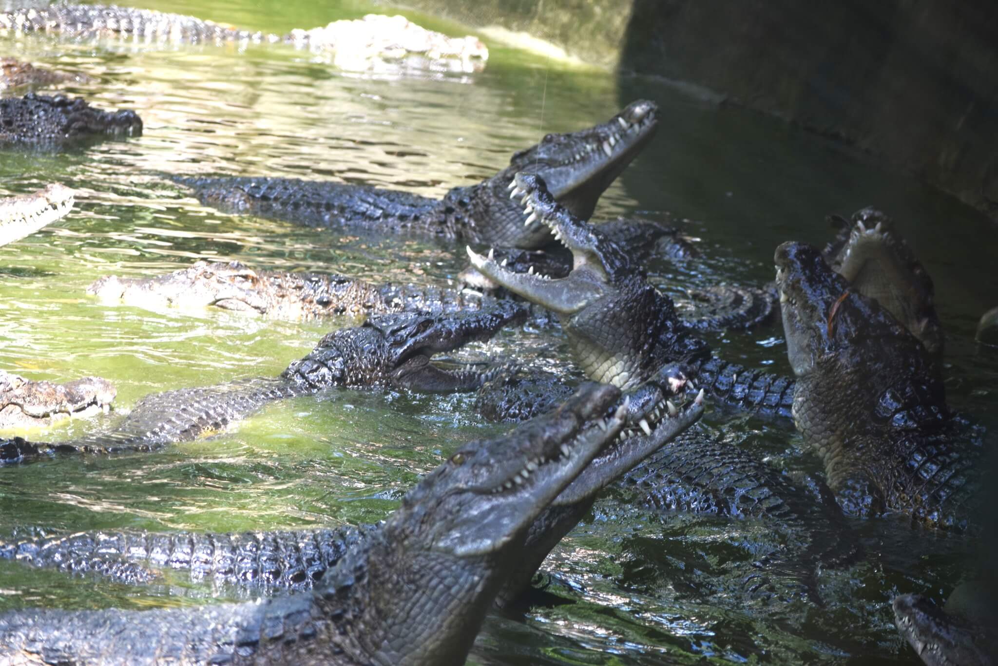 Zoobic Safari crocodiles