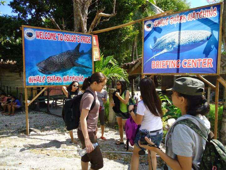 whale shark