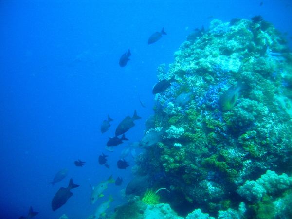 Apo Island underwater