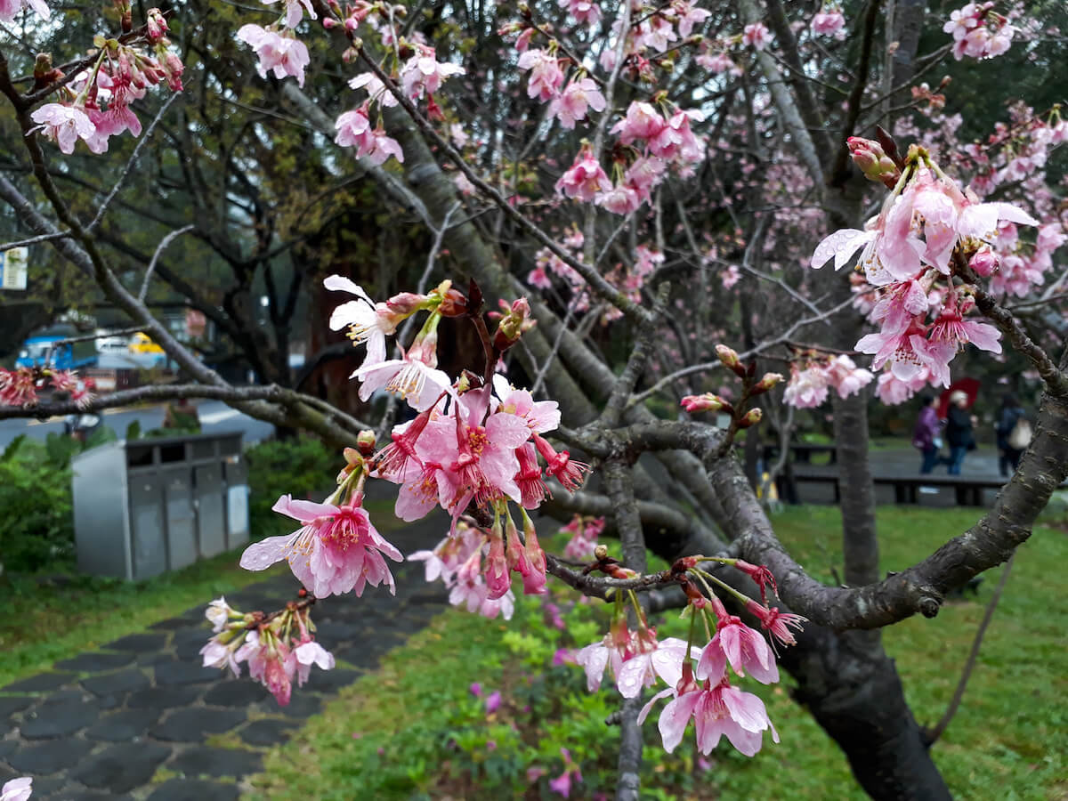 Seeing the cherry blossoms was part of our Taiwan spring itinerary