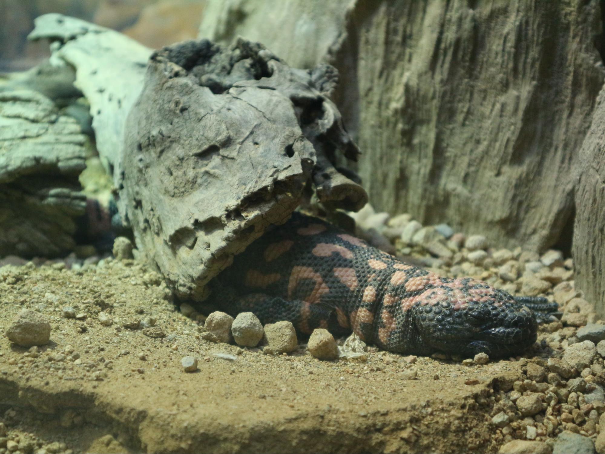 Gila monster