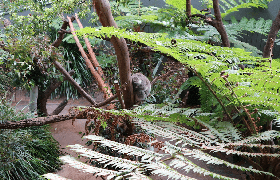 Meeting the Cute Animals of Taronga Zoo in Sydney, Australia