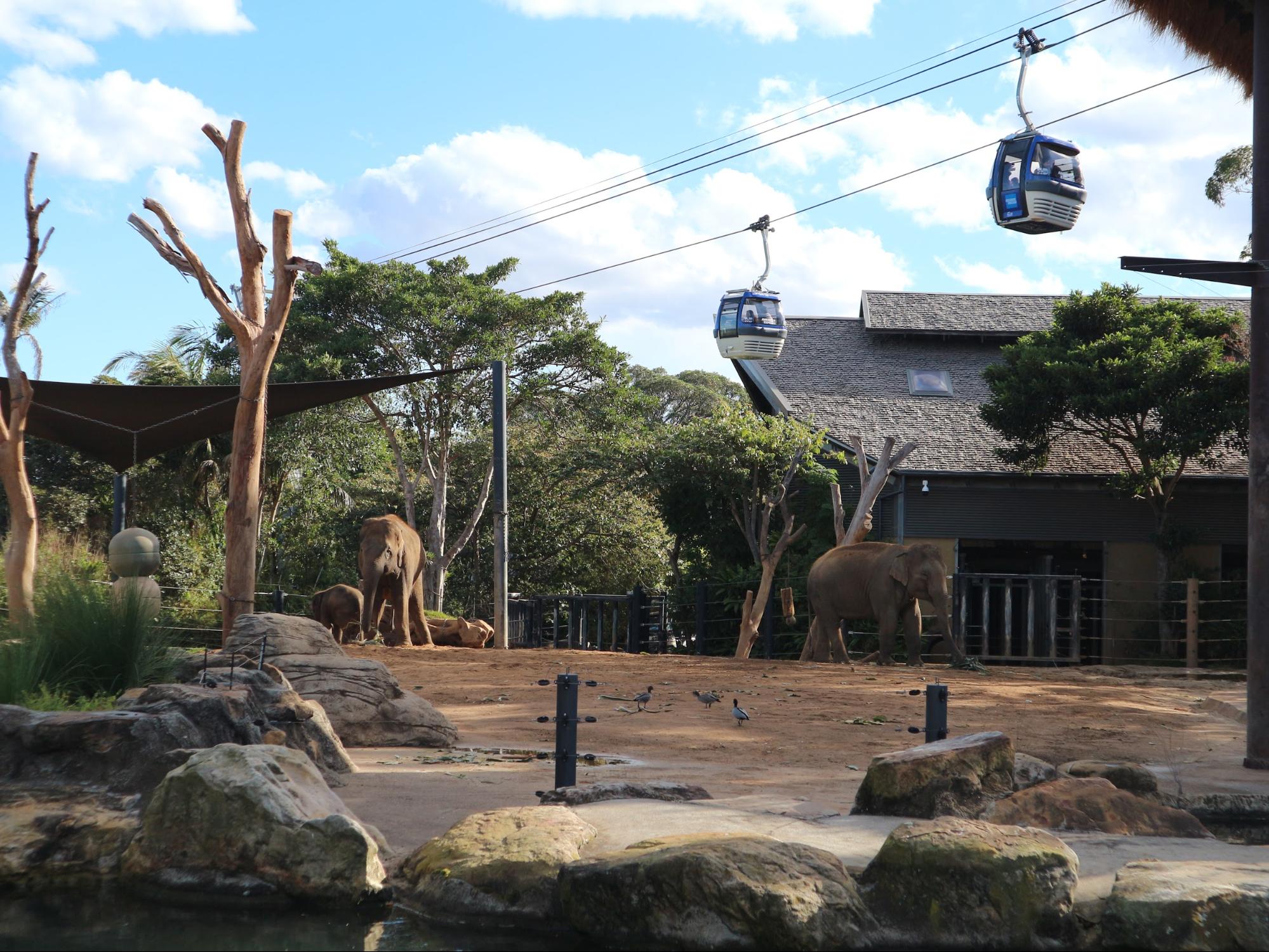 Taronga Zoo elephants