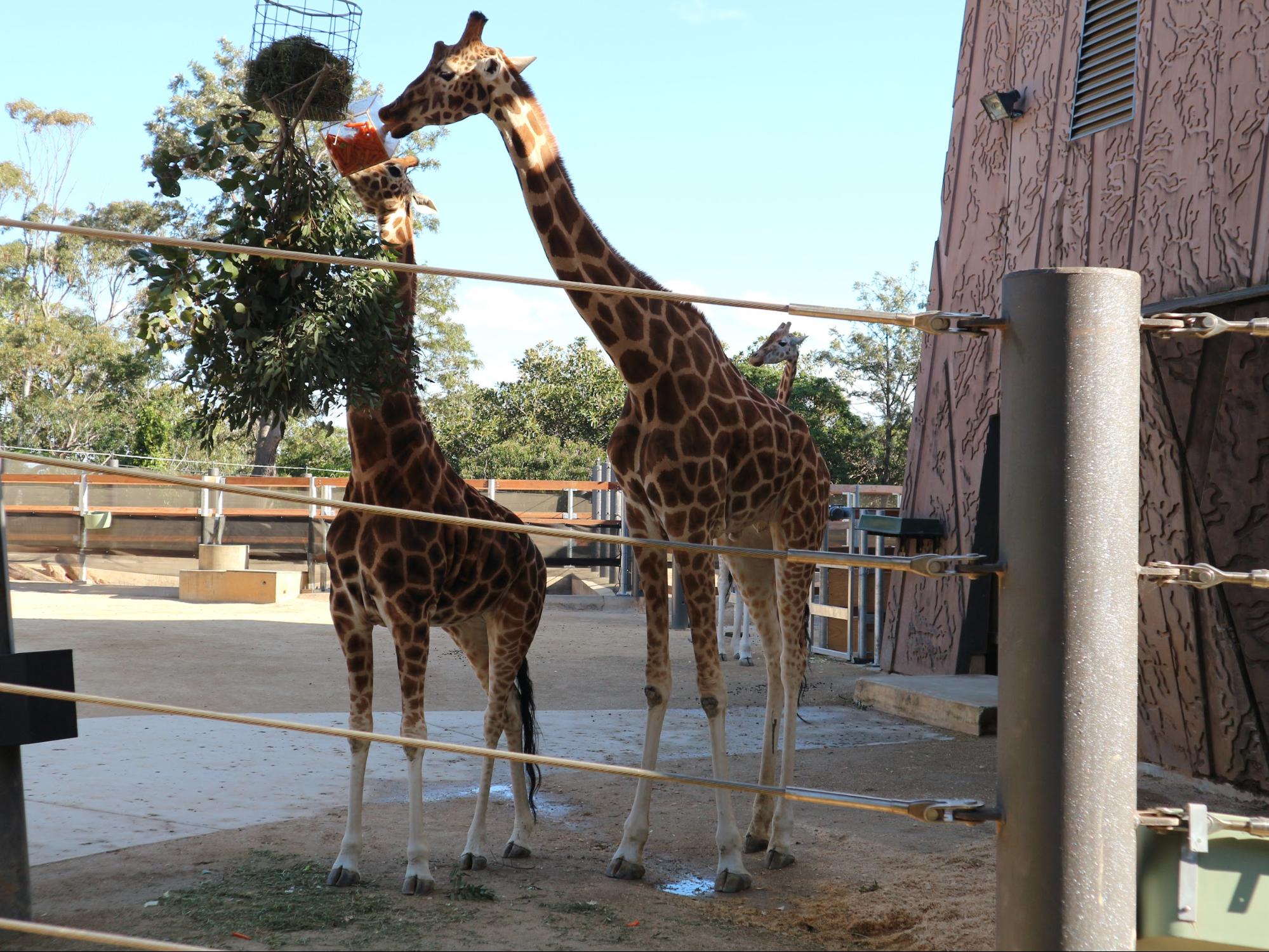 giraffes at Taronga Zoo