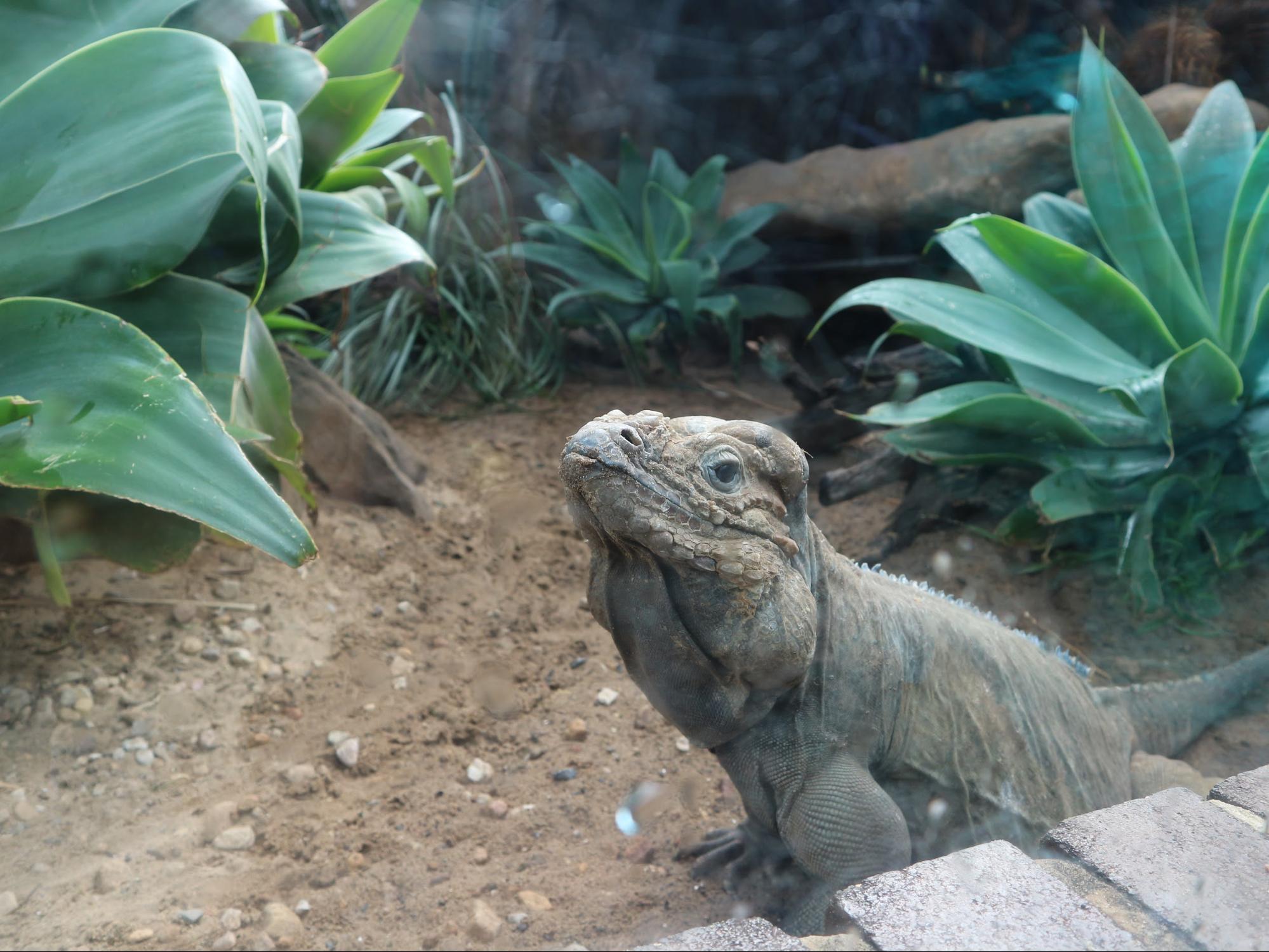 iguana