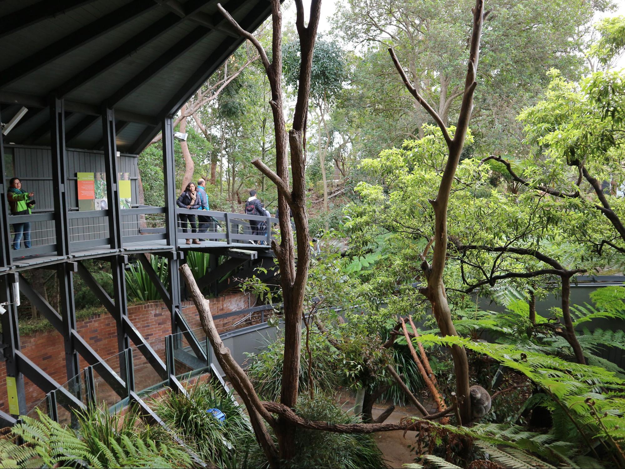 The koala sanctuary in Taronga Zoo