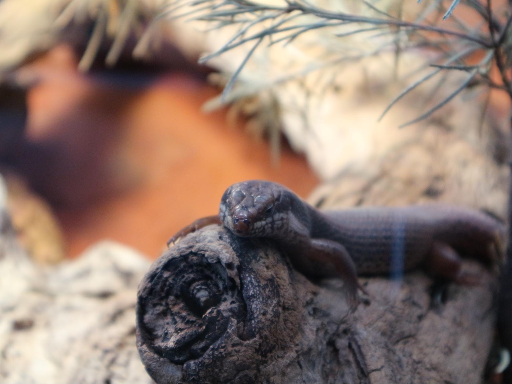 skink in Taronga Zoo