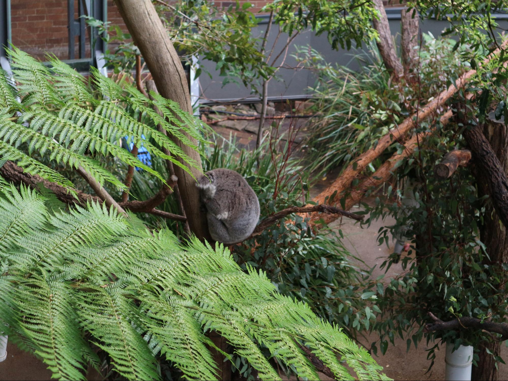 koala at Taronga Zoo