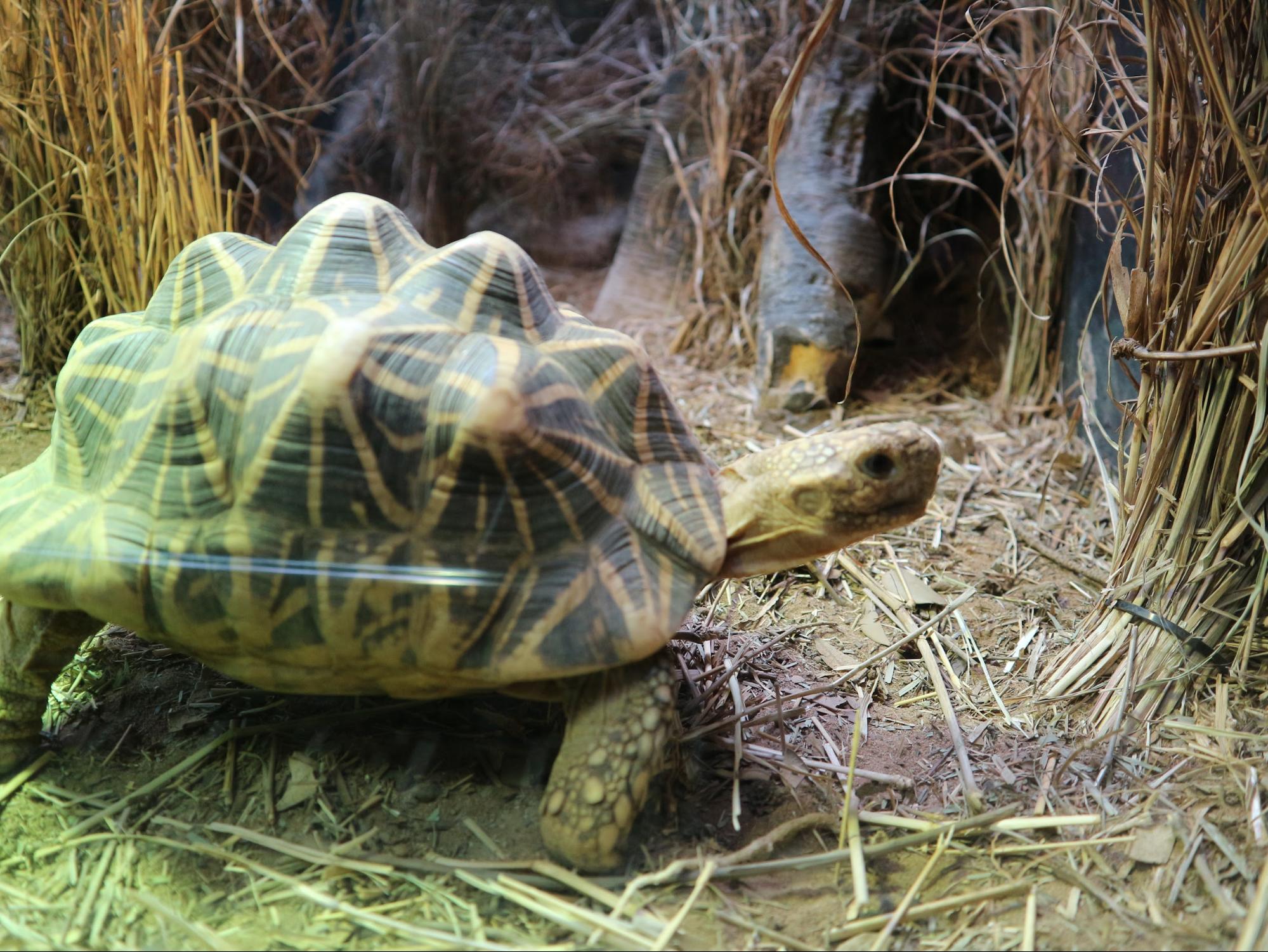 tortoise