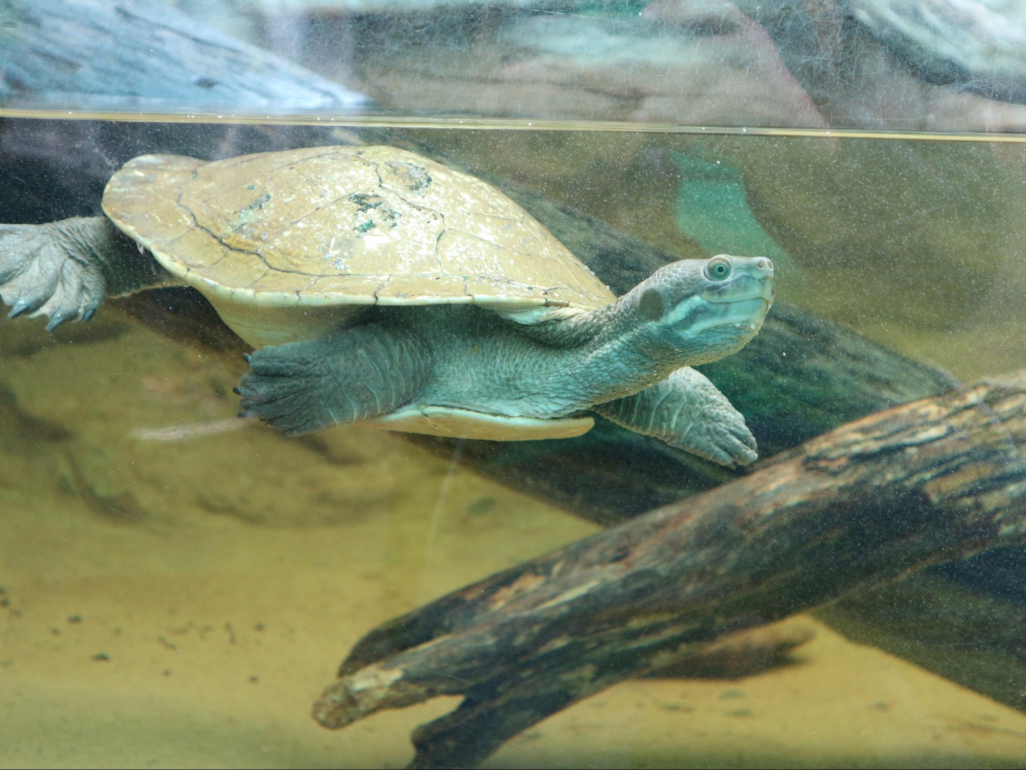 turtle in Taronga Zoo