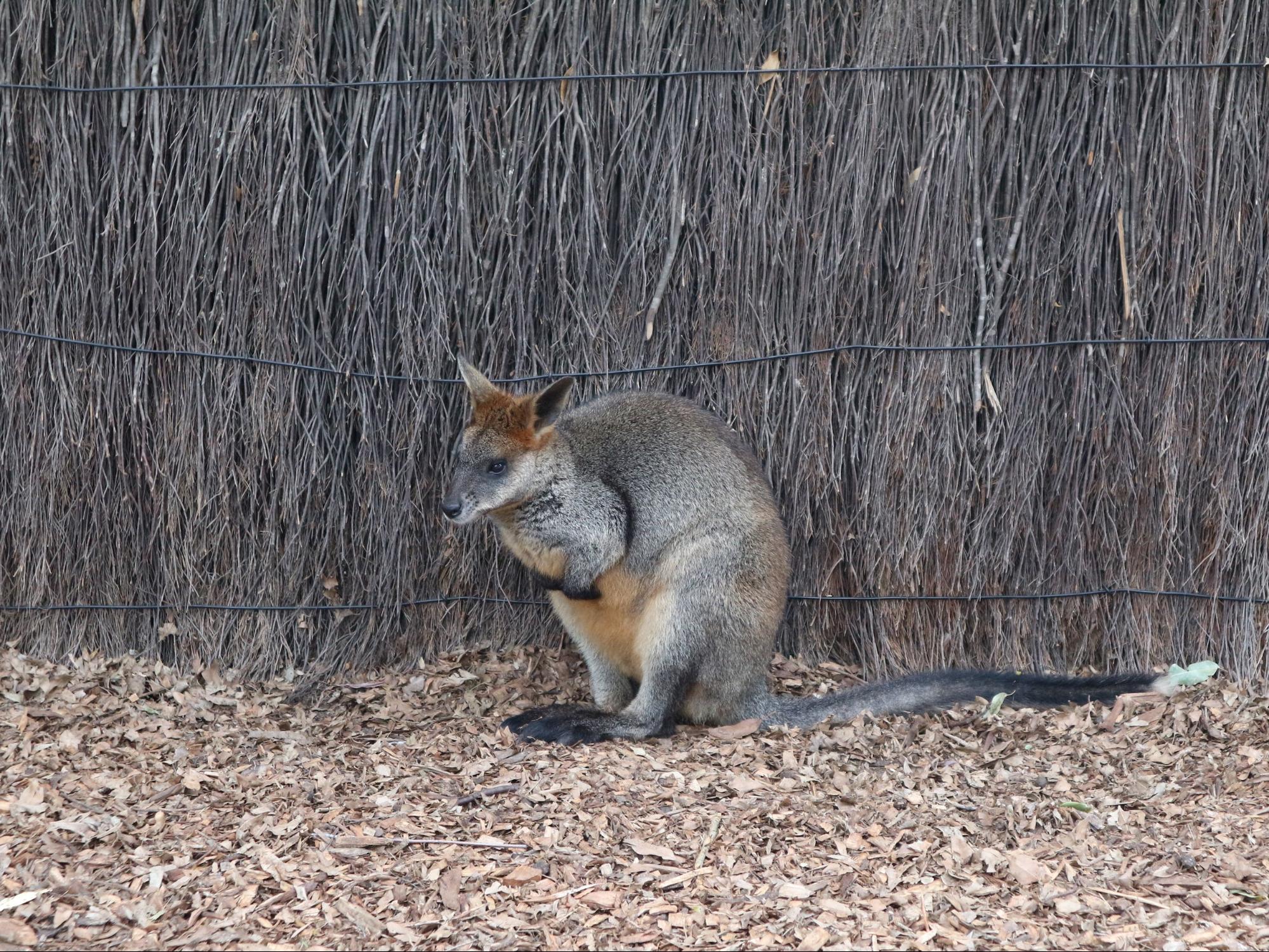 wallaby in Taronga Zoo