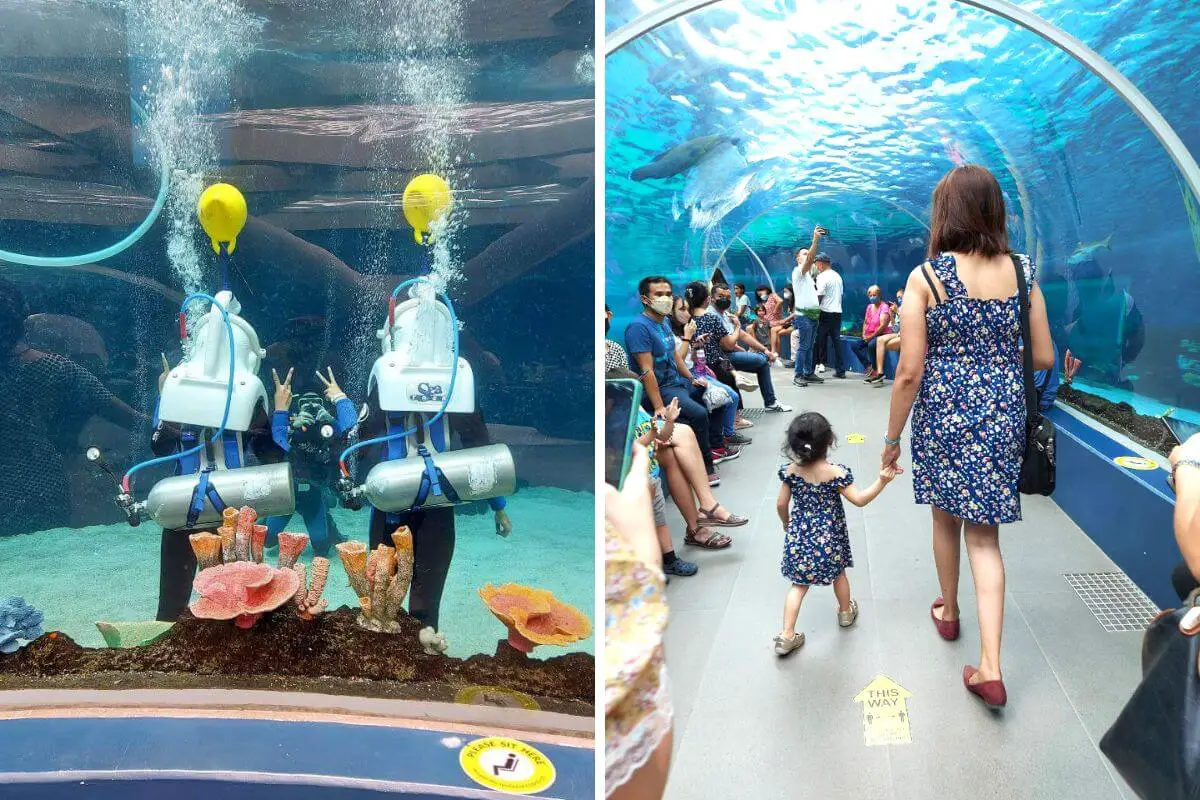 Cebu Ocean Park is one of the top Cebu tourist spots for families