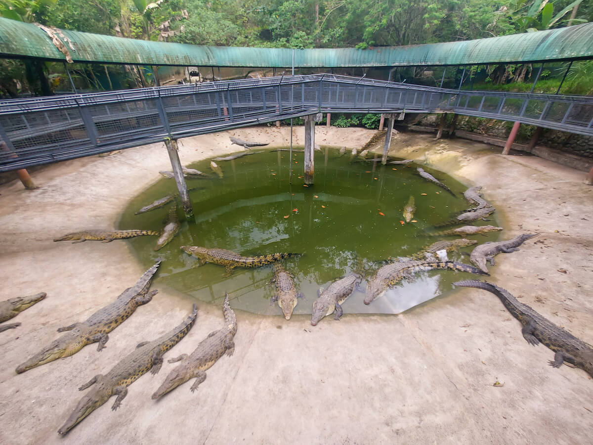 saltwater crocodiles