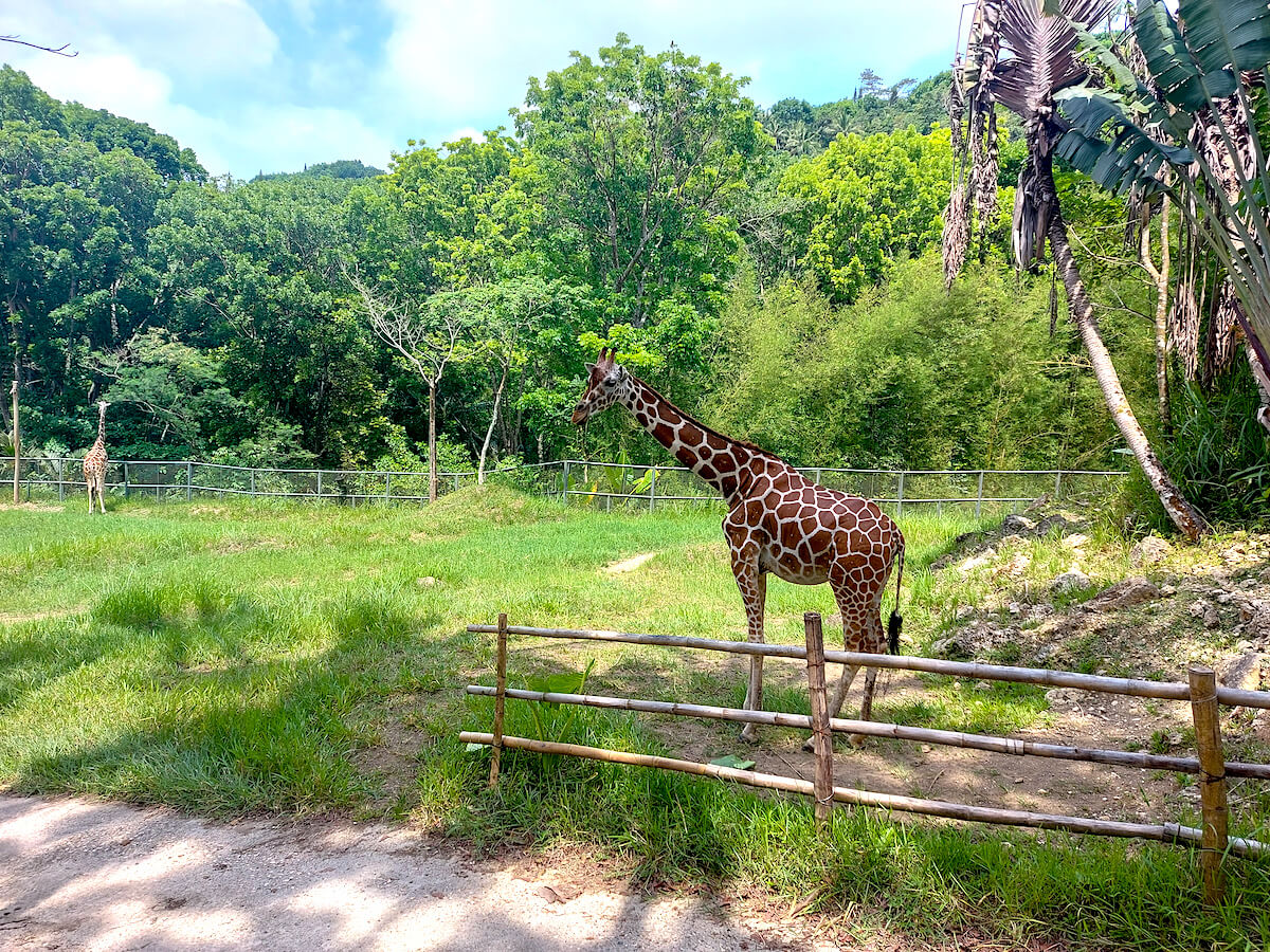 Cebu Safari Giraffes