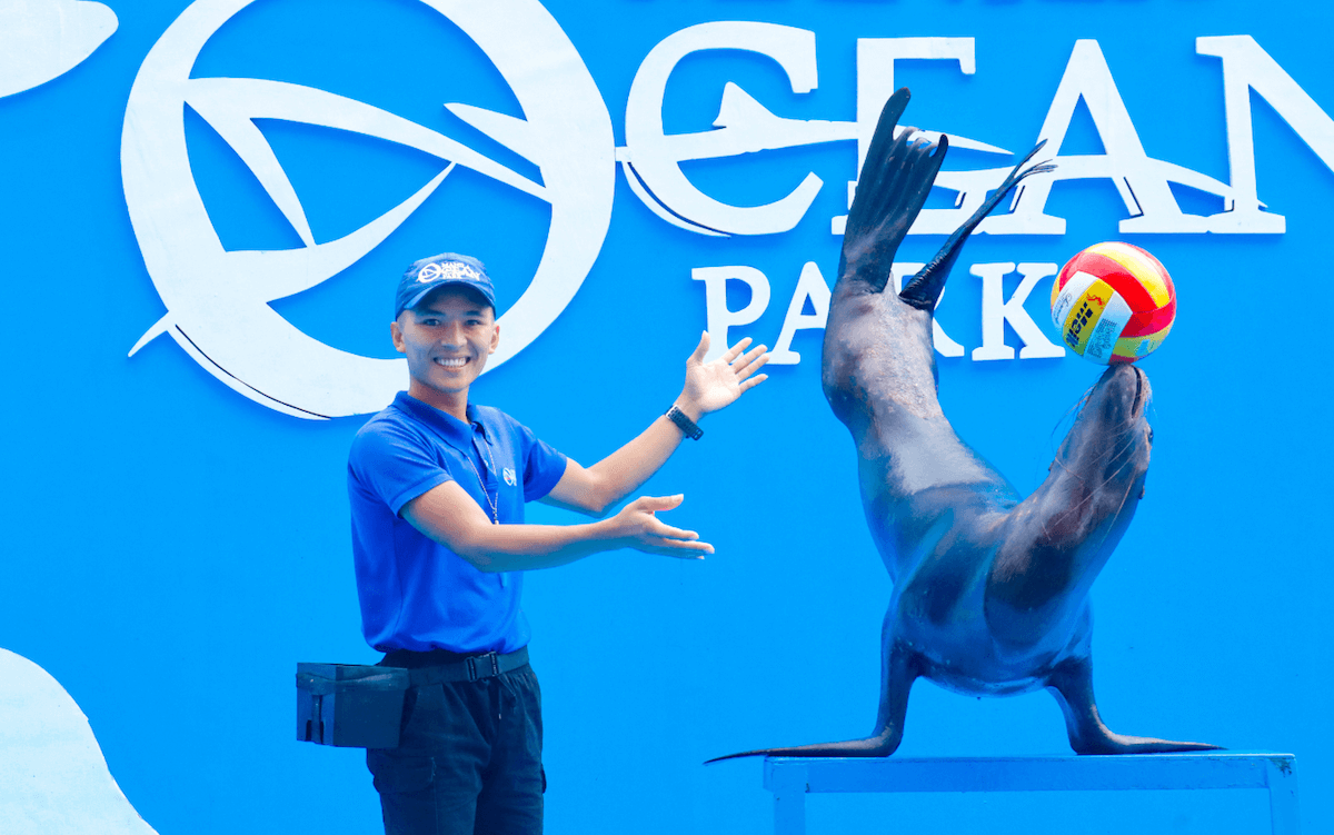 Sea Lion Show