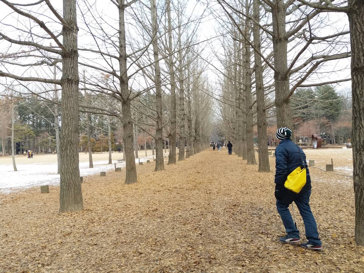Nami Island is one of the best places to experience winter in Korea