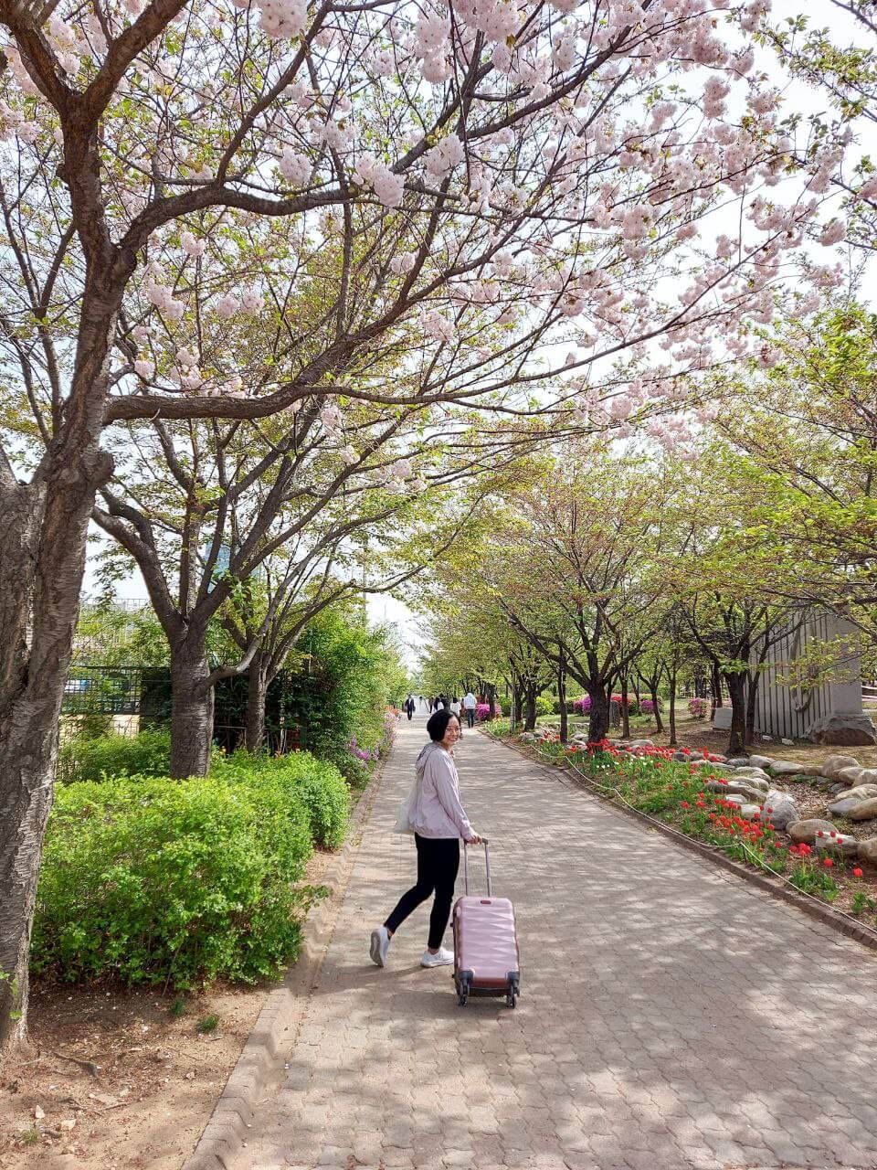 Incheon Central Park cherry blossoms during spring in Korea