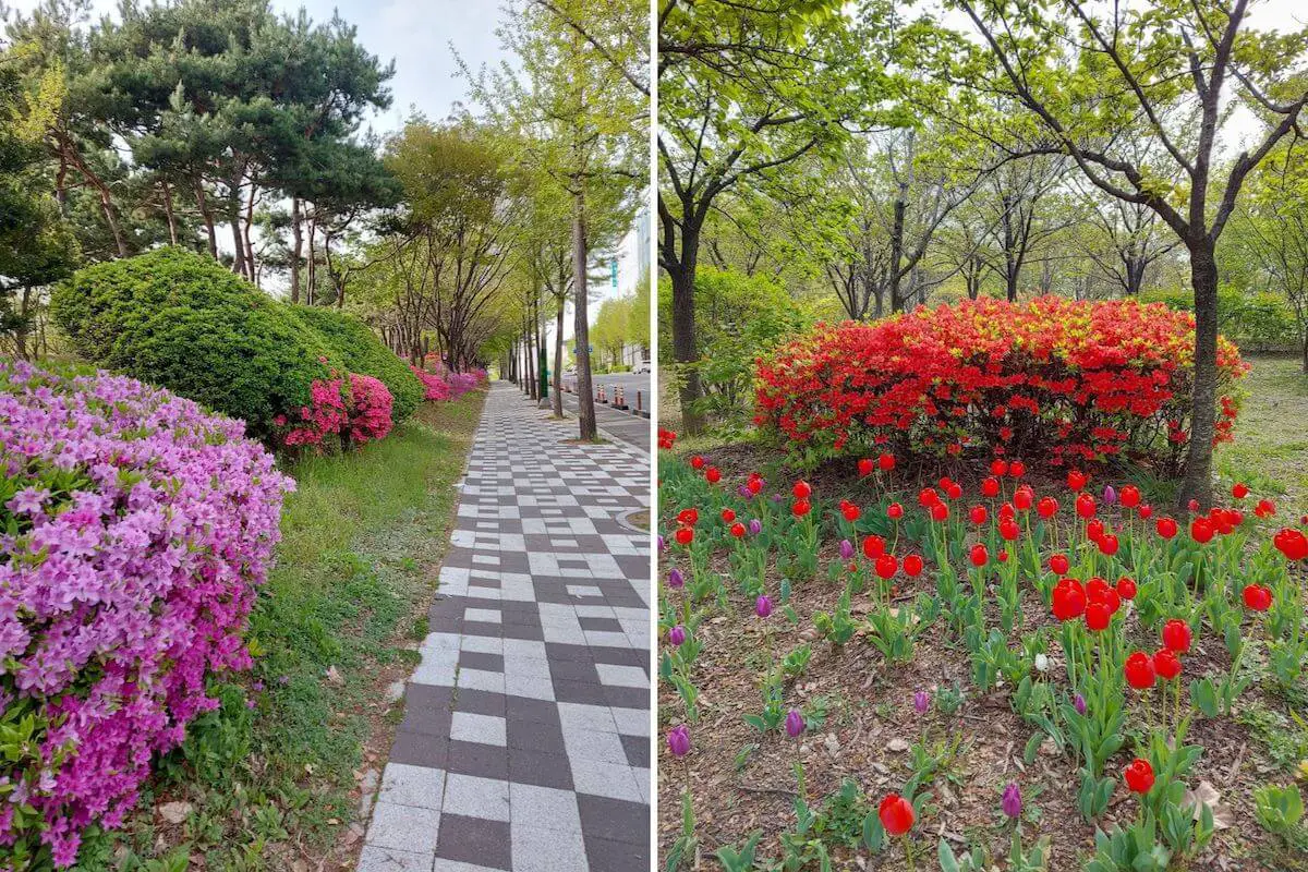 Incheon Central Park flowers during spring in Korea