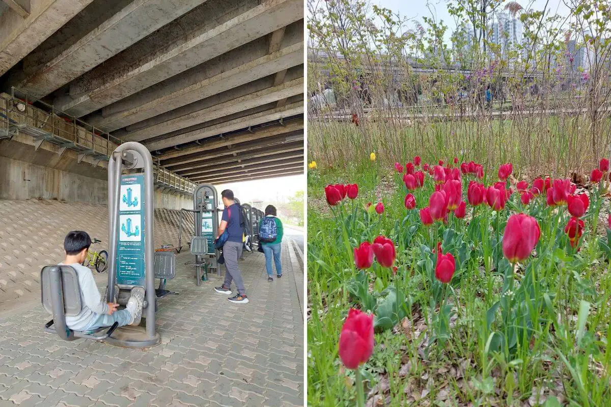 Silgaecheon Ecological Park exercise machines and flowers during spring in Korea