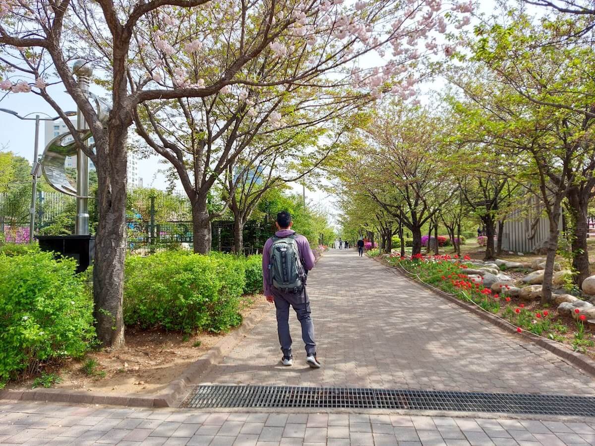 Cherry blossoms in Incheon during spring in korea