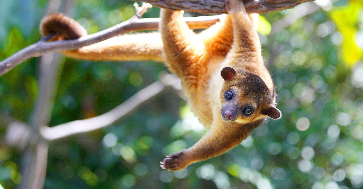 Kinkajou