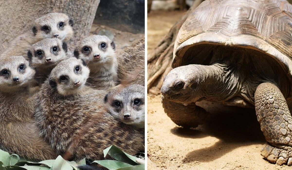 Little Meerkat and Giant Tortoise Adventure