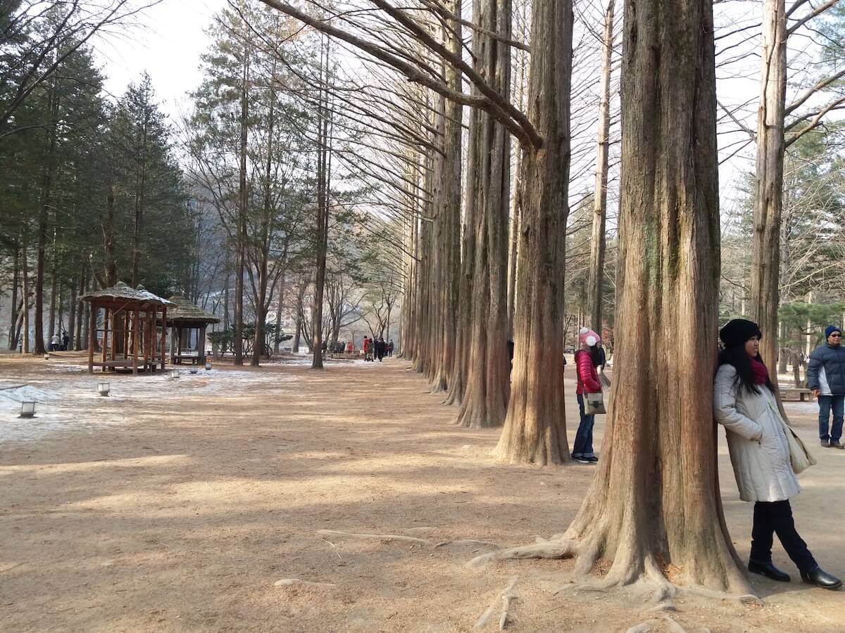 Nami Island Metasequoia Trees