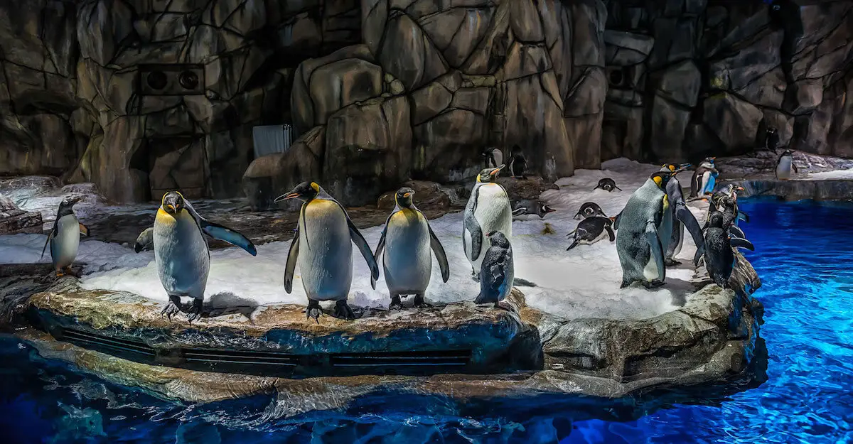 Ocean Park HK South Pole Spectacular penguins