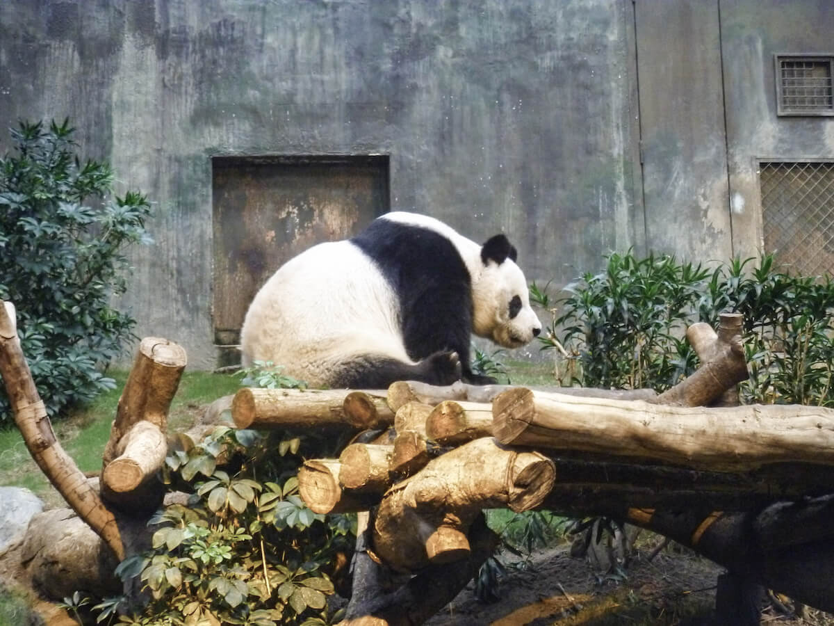 Giant Panda