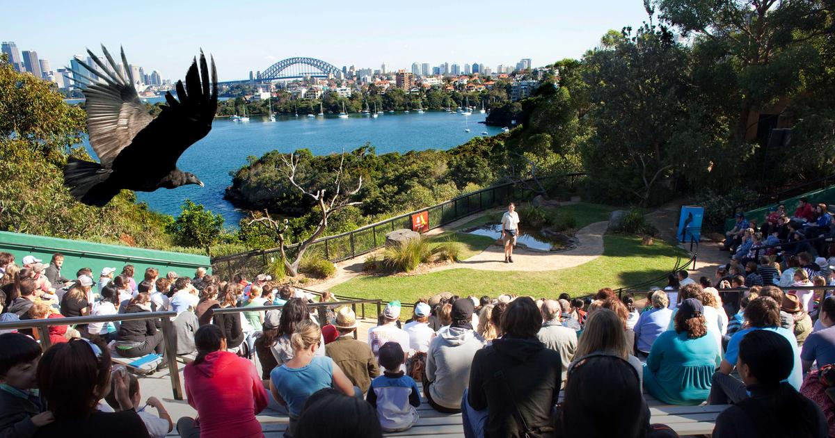 Taronga Zoo Free Flight Birds