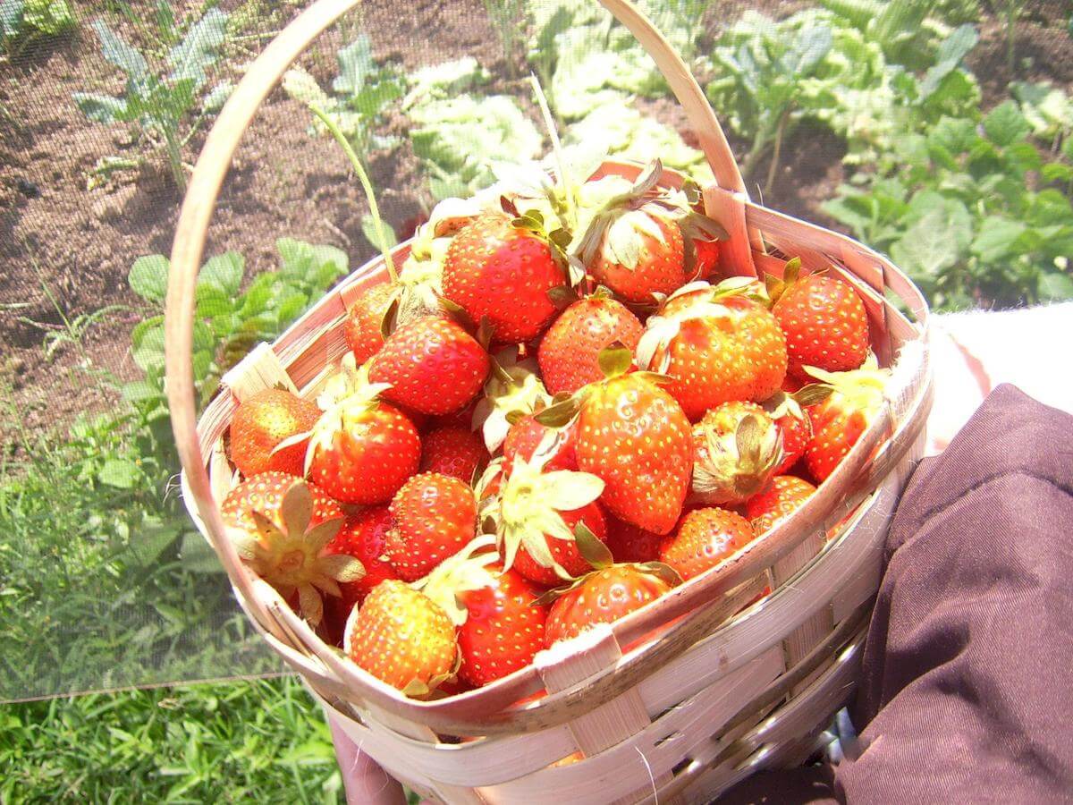 Strawberry Farm in La Trinidad, Benguet