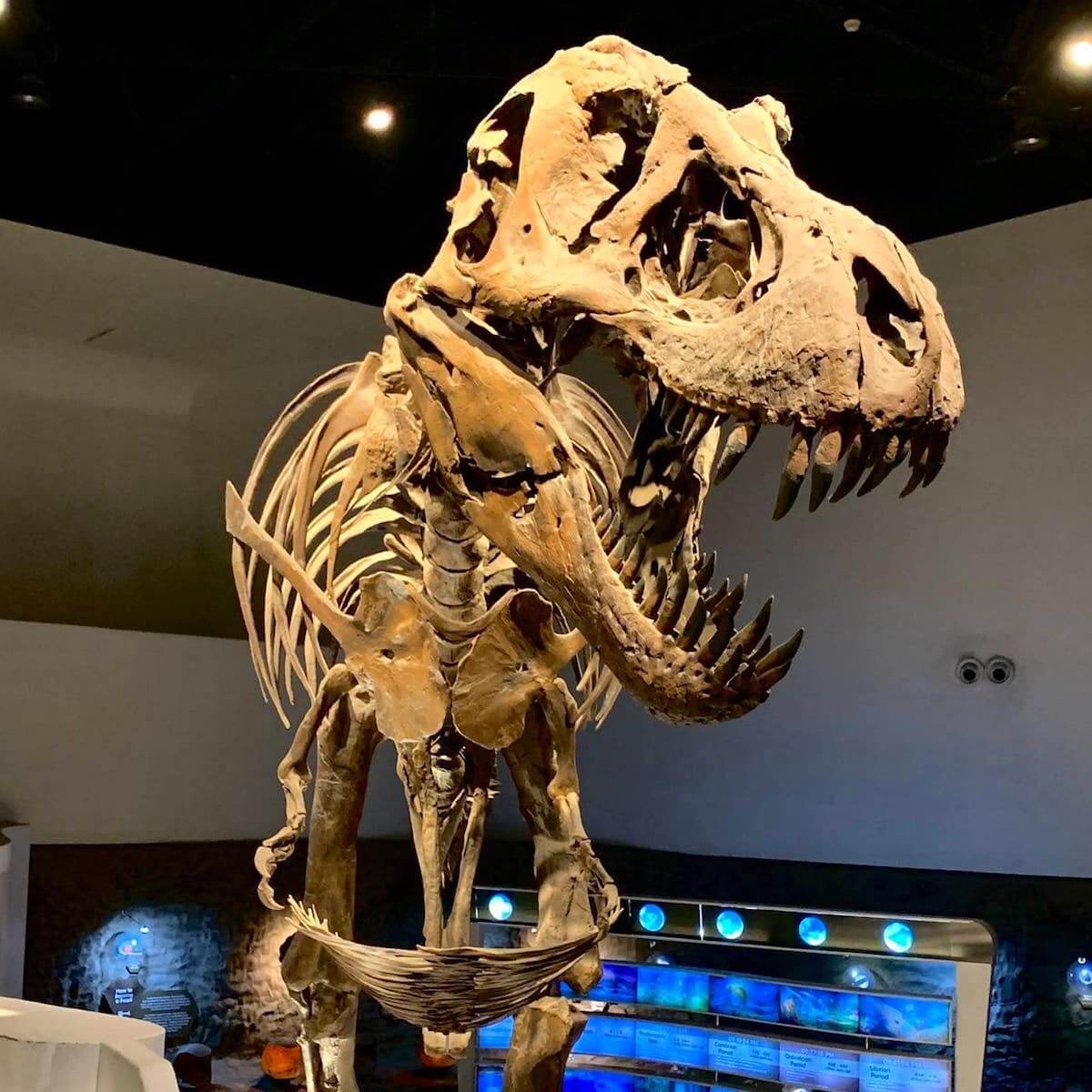 The Mind Museum - T-Rex Exhibit