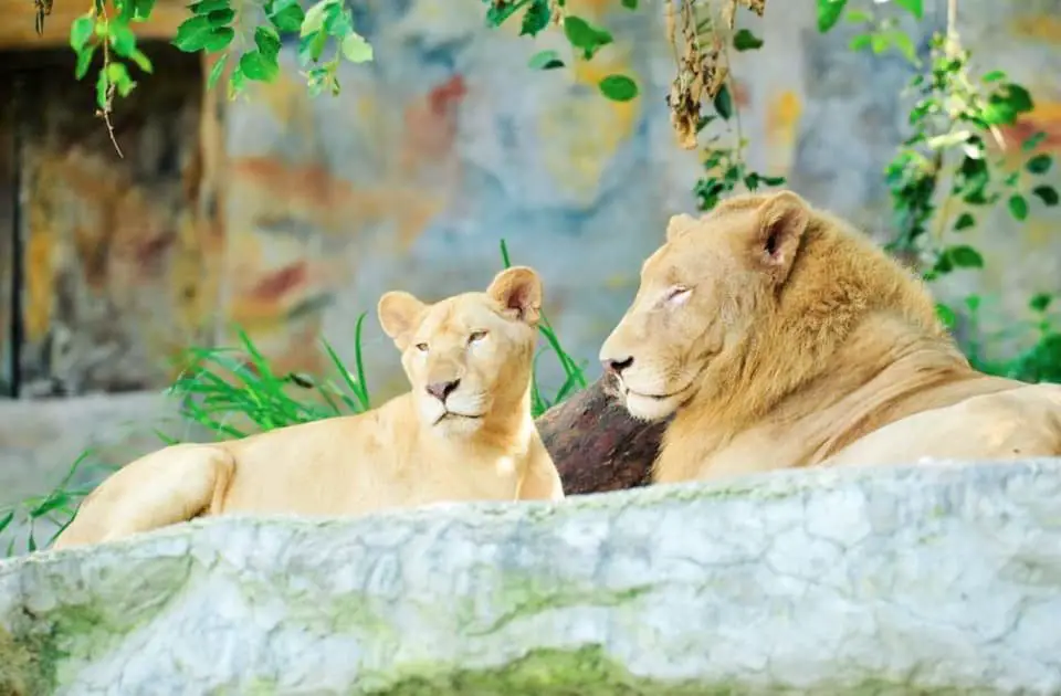 Clark Safari lions