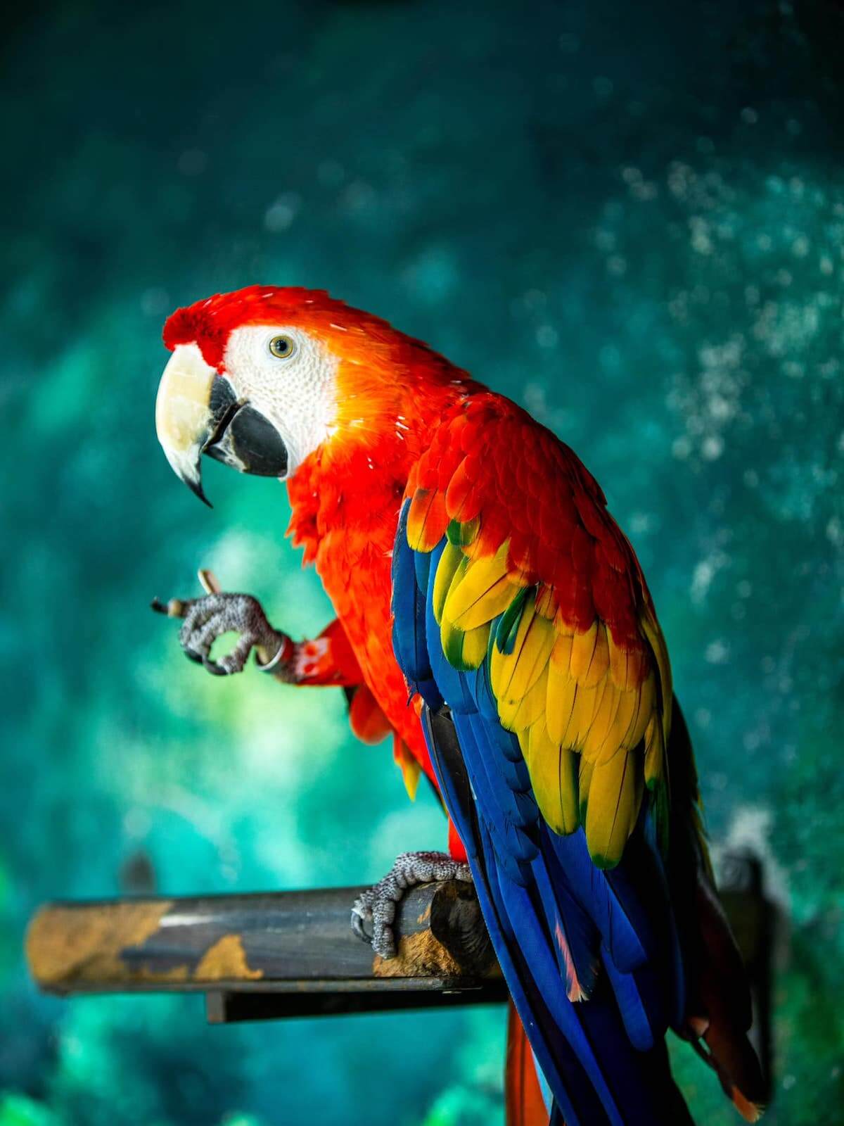 Clark Safari parrot