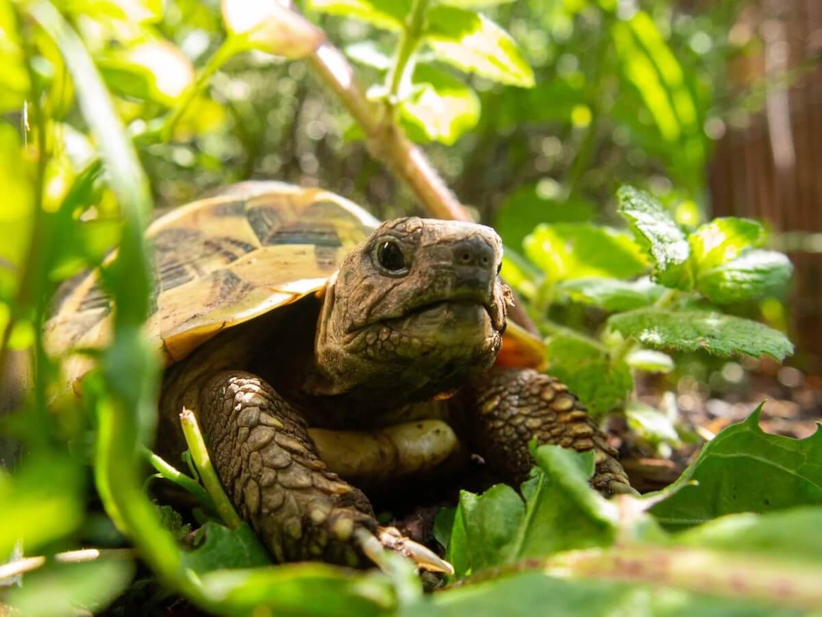 Clark Safari tortoise