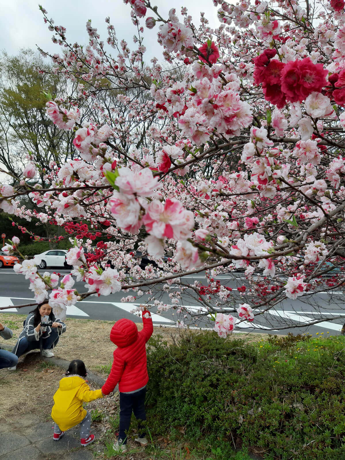 Cherry blossoms in Nagoya during spring in Japan