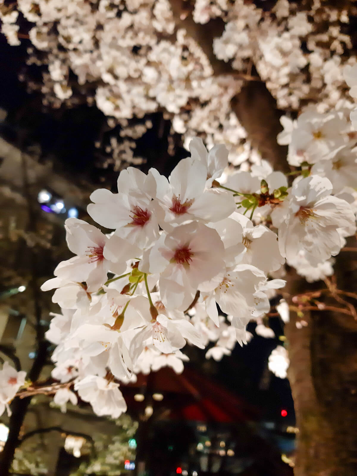 Gion cherry blossoms during spring in Japan