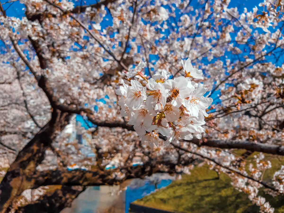 Japan spring cherry blossoms