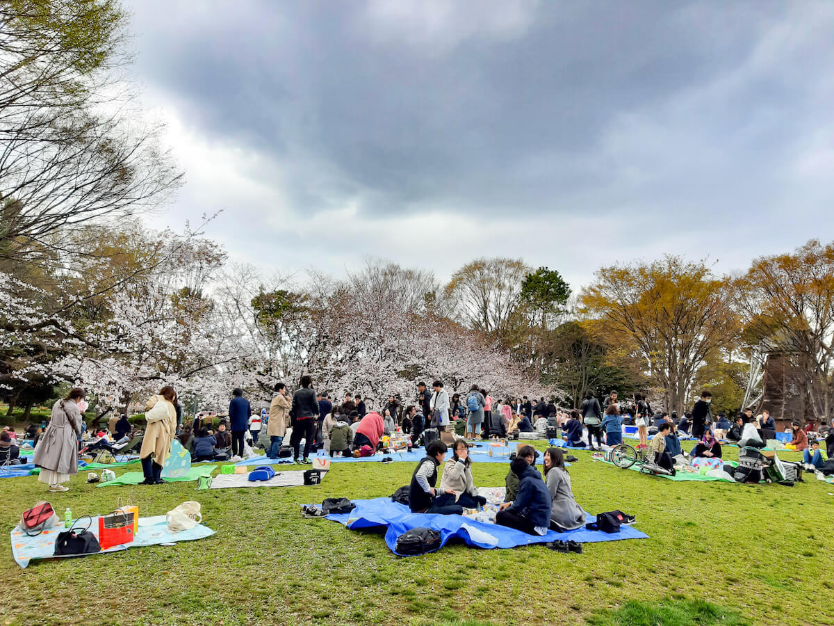 Meijo Park is a top cherry blossom spot during spring in Japan