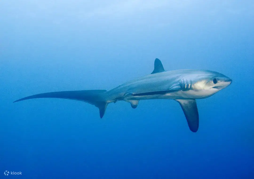 malapascua island thresher shark