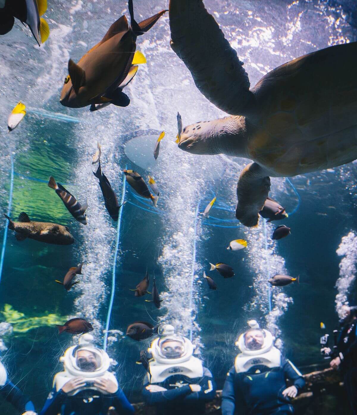 Aquarium of Guam