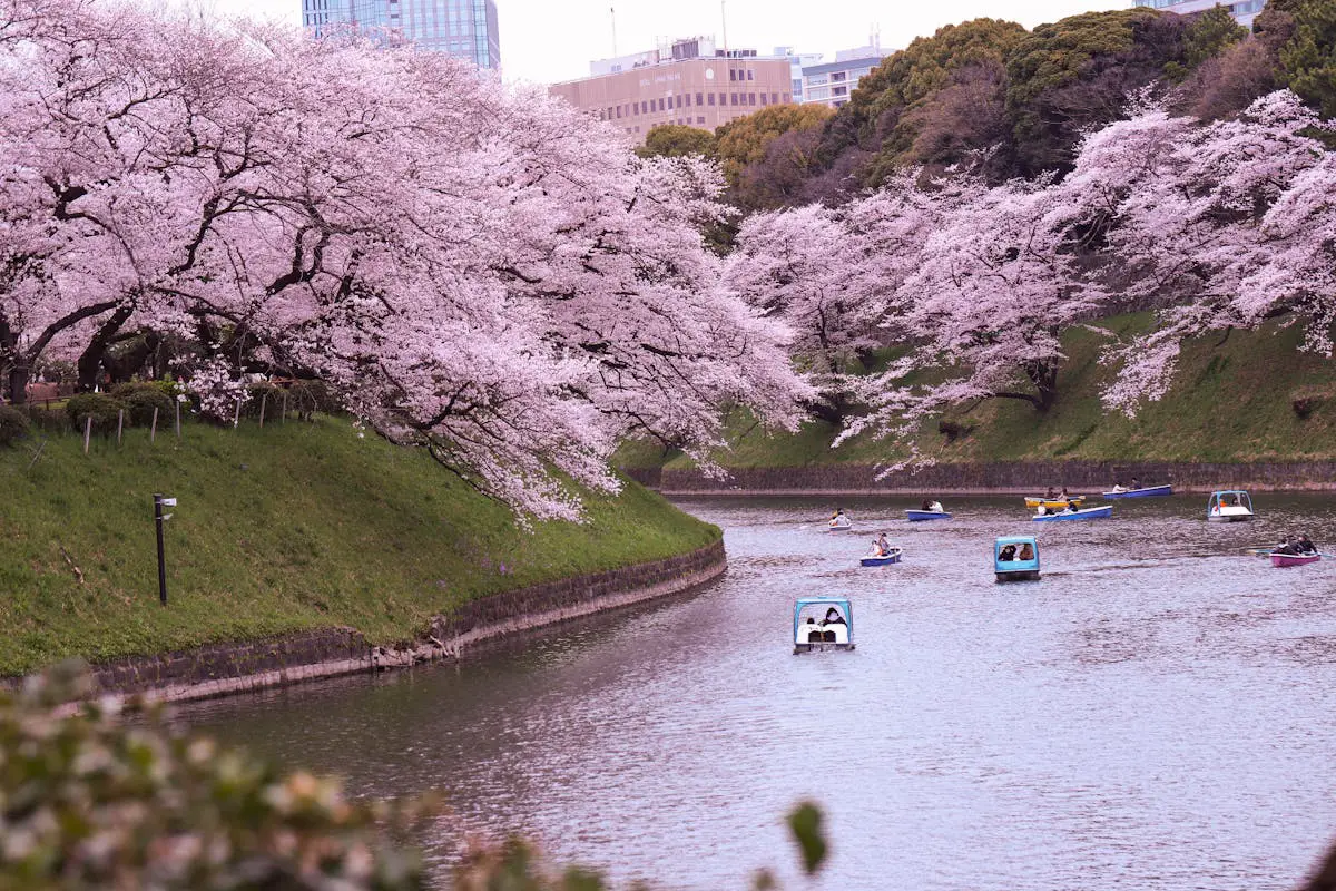 Chidorigafuchi Moat, Tokyo, Japan