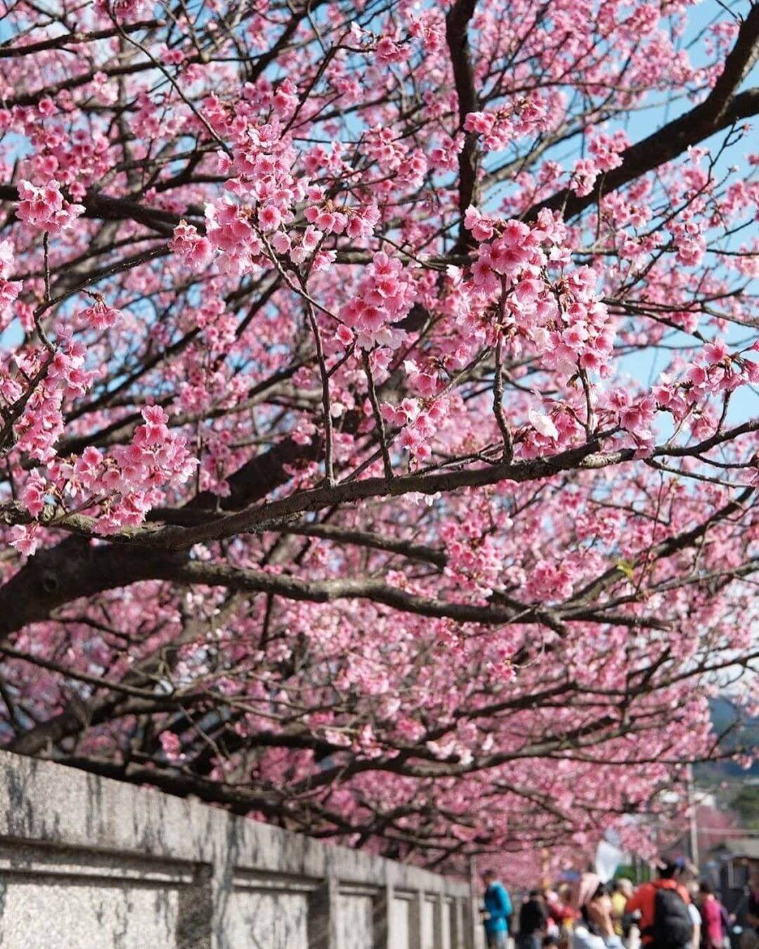 Taiwan cherry blossoms at 42 Pingjing Street 